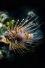 Banded Lionfish - iPhone